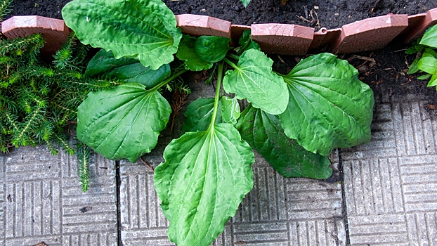 Диетолог рекомендовала использовать подорожник для снижения аппетита