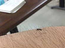 Женщины массово обнажили волосатые ноги