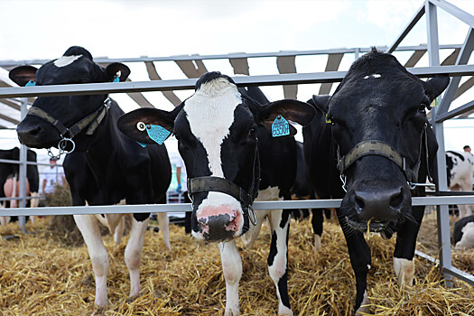 Казахстан ввел запрет на&nbsp;ввоз молока и&nbsp;мяса из&nbsp;регионов России