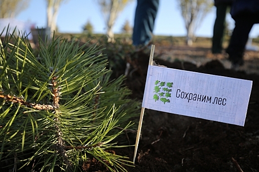 В Волгограде на Мамаевом кургане посадили 50 саженцев крымской сосны