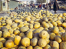 Узбекистан впервые экспортировал дыни в США