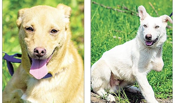 В Волгограде собакам трудной судьбы Тедди и Люське ищут дом