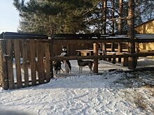 Хаски, пони, кролики: у животных в кузбасской усадьбе не было лицензии на показ публике