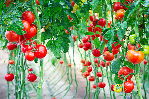 Ученые выяснили, какая диета может снижать риск ожирения