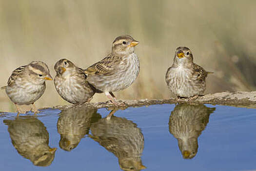 Зоолог Калякин: в России обитает свыше 44 млн воробьев