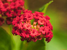 Дикорастущие краснокнижные растения предложили защитить законодательно