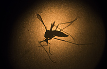 Лекарство от малярии поможет в лечении рака