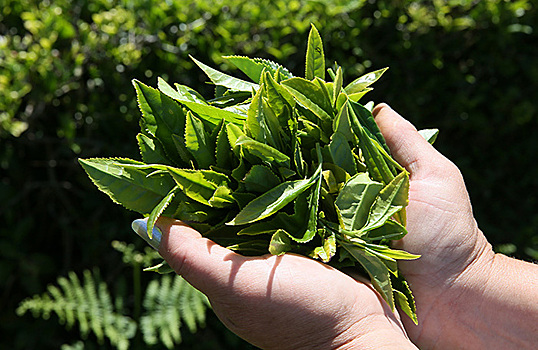 В России хотят возродить производство чая в Туапсинском районе Кубани