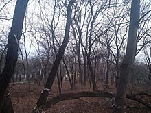 Владивостокской «Армаде» разрешили срубить более 2000 деревьев и кустарников для стройки в районе Академгородка
