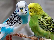 Юные экологи встретятся в библиотеке на улице Софьи Ковалевской