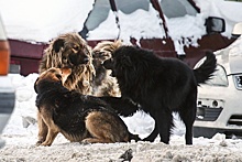 Эксперты раскритиковали принятие на Алтае закона об эвтаназии бродячих собак