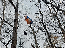 Нижегородский парапланерист врезался в дерево в парке «Швейцария»