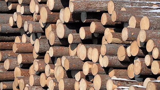Ученые из Канады создали сверхпрочный материал из древесины