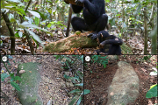 Шимпанзе раскалывают орехи с помощью каменных молотов и наковален