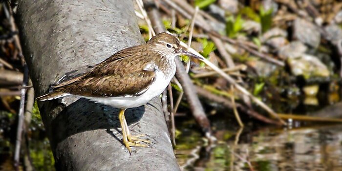 Кулик-перевозчик и лысуха: каких еще редких птиц можно встретить в Терлецком лесопарке