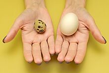 Какие яйца полезнее — куриные или перепелиные