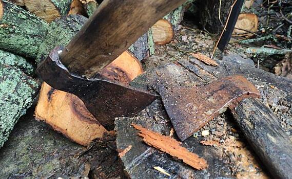 В Курской области предпринимателя суд обязал заплатить за срубленные неизвестными деревья