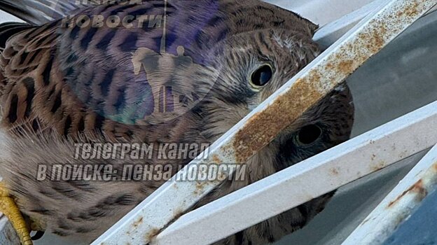 В Пензе ястреб прилетел к окну дома на улице Кижеватова