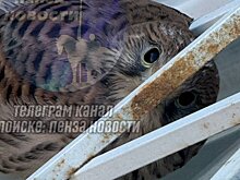 В Пензе ястреб прилетел к окну дома на улице Кижеватова