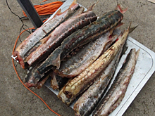 Дело комсомольских браконьеров с полицейской «крышей» передано в суд