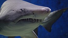 Ходячий корм: нападение акулы на туристку в Австралии попало на видео