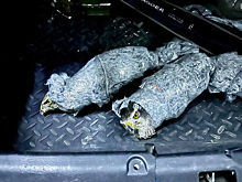 Замотанных скотчем редких ястребов пытались вывезти в Абхазию в багажнике автомобиля