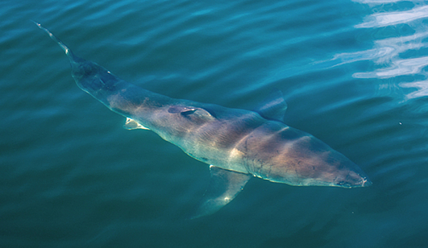 Около побережья Калифорнии на женщину напала акула