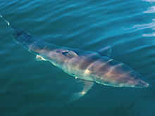 Около побережья Калифорнии на женщину напала акула