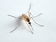 День комара: эксперт рассказал, кого комары кусают чаще всего и грозит ли дончанам лихорадка Денге