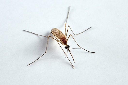 День комара: эксперт рассказал, кого комары кусают чаще всего и грозит ли дончанам лихорадка Денге