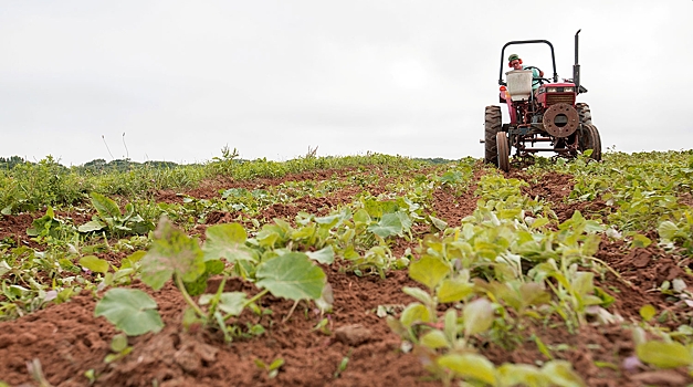 Фермеры предупредили о риске банкротства садоводов