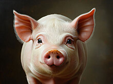 В Китае летающая свинья лишила деревню электричества