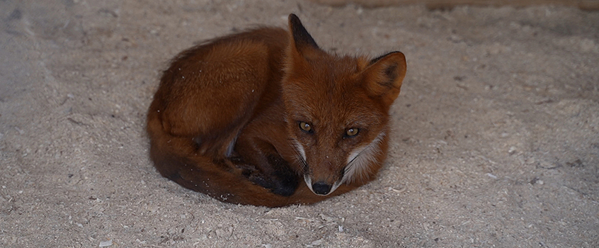 В двух муниципальных образованиях Удмуртии сняли карантин по бешенству
