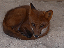 В двух муниципальных образованиях Удмуртии сняли карантин по бешенству