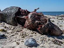 Море выбросило тушу неизвестного существа в несколько раз крупнее человека