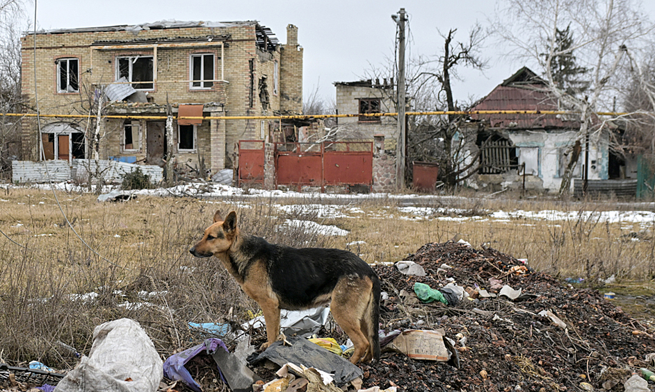 Собака у жилых домов, разрушенных в результате обстрелов в Марьинке