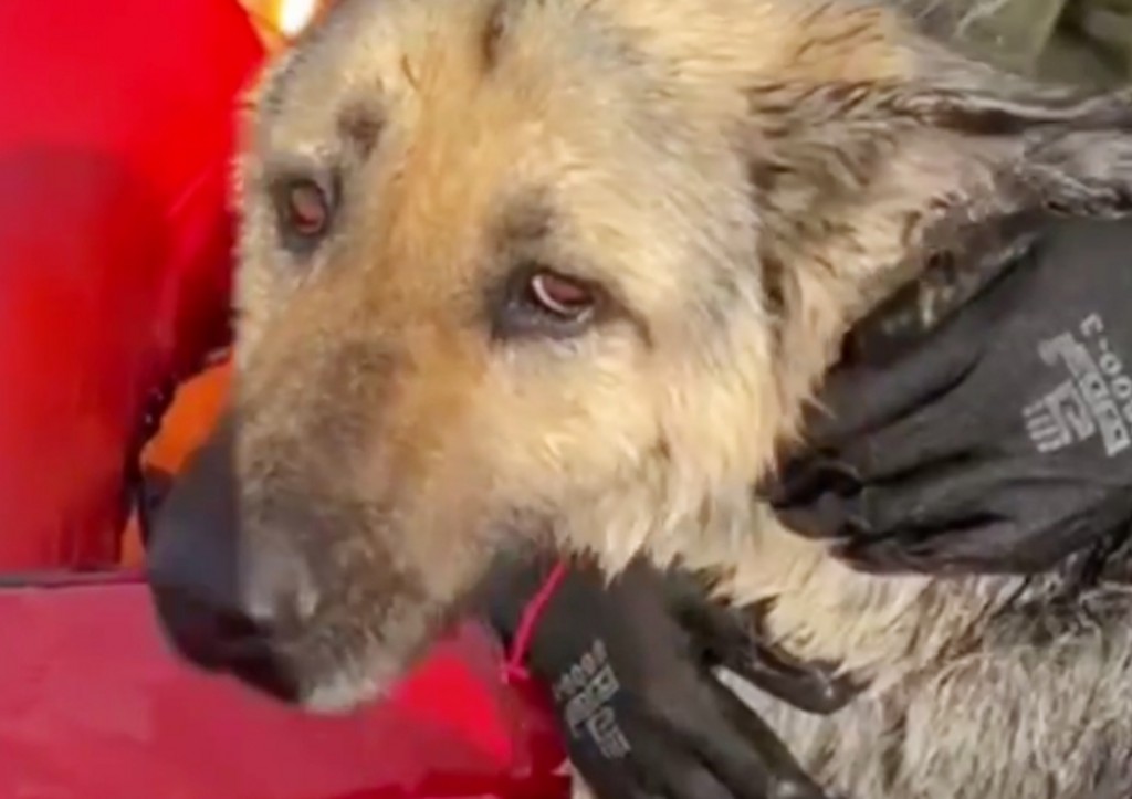 Едва не утонувший при наводнении под Самарой трясущийся пес попал на видео