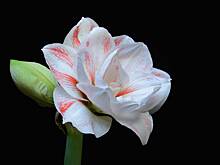 В Челябинской области вырастили гигантский цветок-гиппеаструм