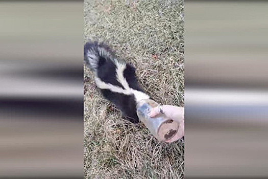 Американка спасла застрявшего головой в бутылке скунса