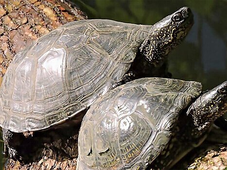 Болотных черепах обнаружили в парке "Кузьминки-Люблино"