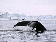 Найдены одни из древнейших в мире китобойных гарпунов