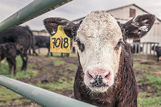 Голодный скот и холод: в Благовещенском районе фермера оштрафовали на крупную сумму
