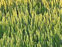 Syngenta планирует стать главным игроком на рынке семян пшеницы в Южной Африке