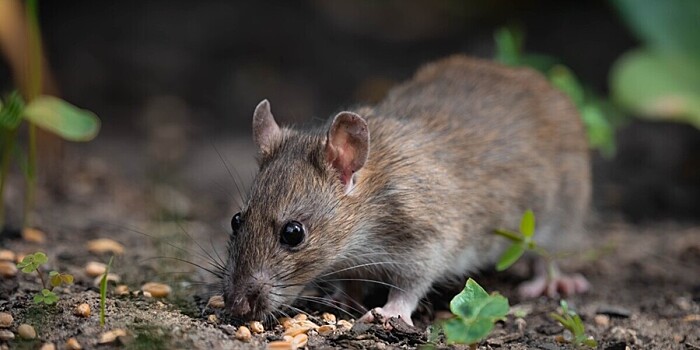 Необычный способ борьбы с крысами придумали в США