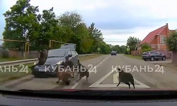 Водитель иномарки пережил атаку баранов на дороге Кубани