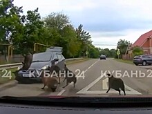 Водитель иномарки пережил атаку баранов на дороге Кубани