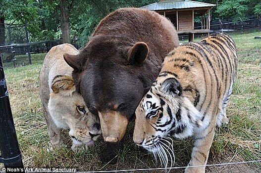 СМИ рассказали о дружбе льва, тигра и медведя из приюта «Ноев ковчег»