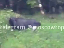 Пострадавший в ДТП на подмосковном шоссе лось попал на видео