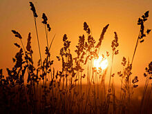 Госдума приняла в I чтении законопроект об упрощении изъятия участков из сельхозземель