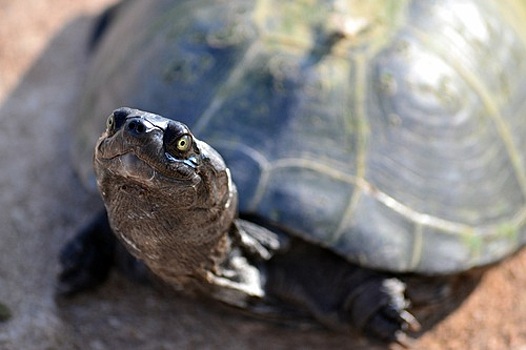 Почему черепахи живут так долго?